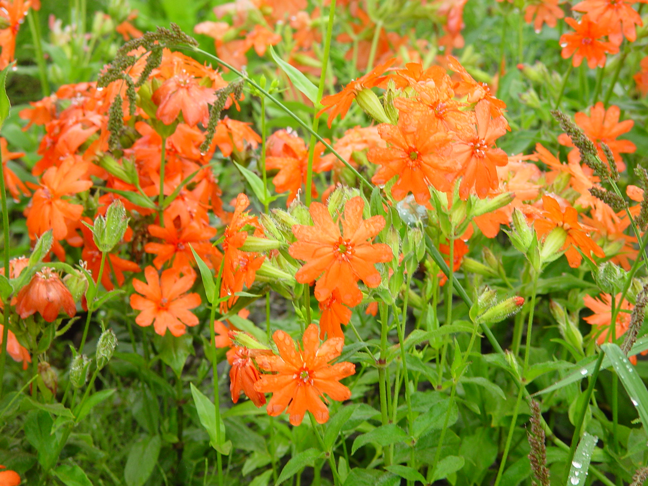 Lychnis cognata